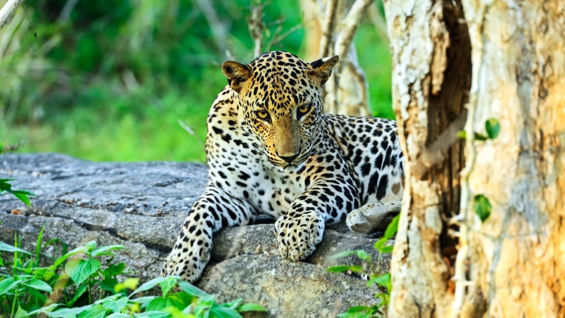 Wild House Safari * Удавалаве